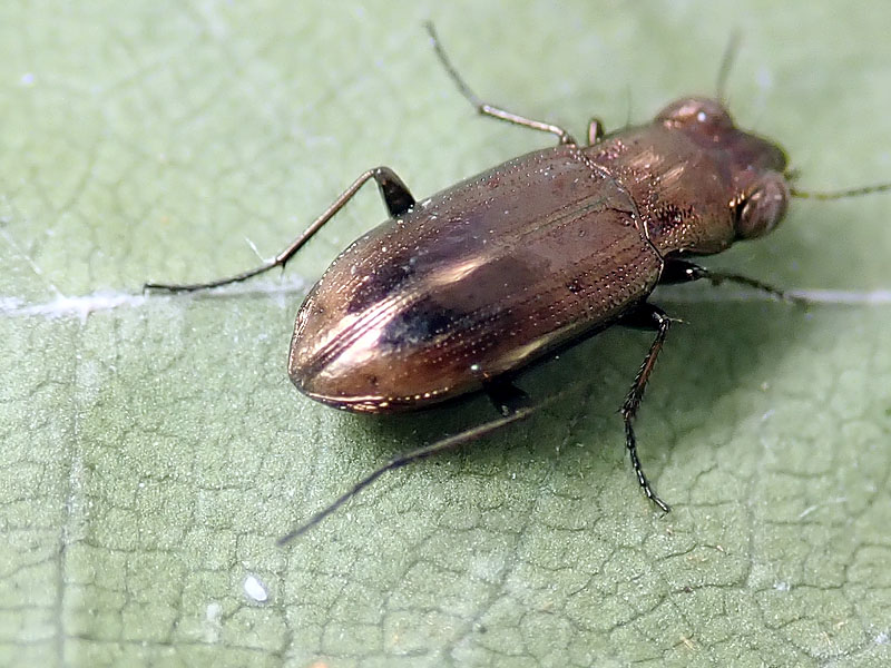 Carabidae: Notiophilus geminatus ? no, Notiophilus substriatus